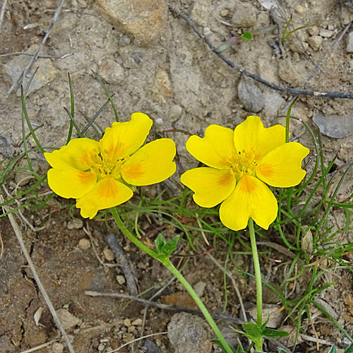 Gold-Fingerkraut / Potentilla aurea