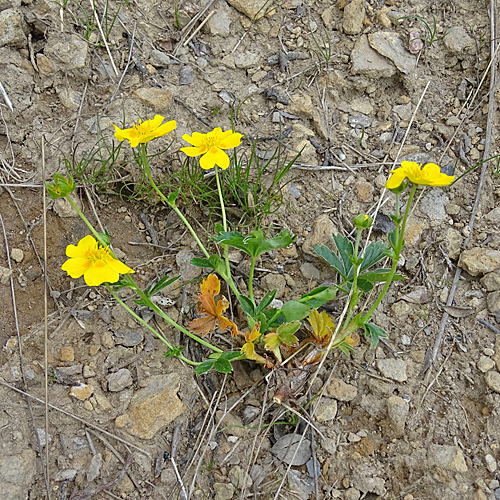 Gold-Fingerkraut / Potentilla aurea