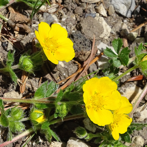 Crantz' Fingerkraut / Potentilla crantzii