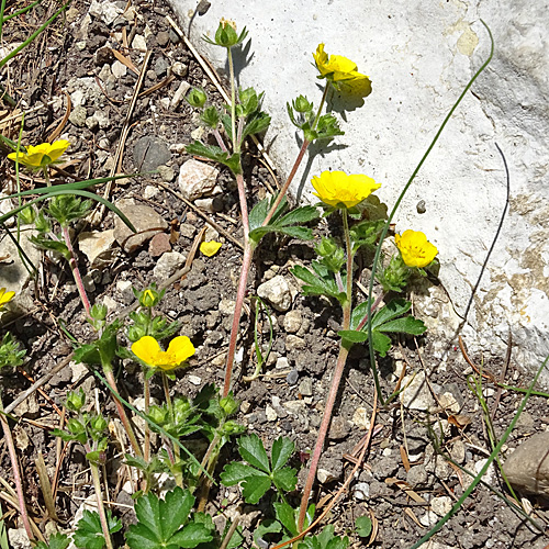 Crantz' Fingerkraut / Potentilla crantzii