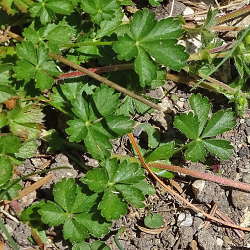 Crantz' Fingerkraut / Potentilla crantzii