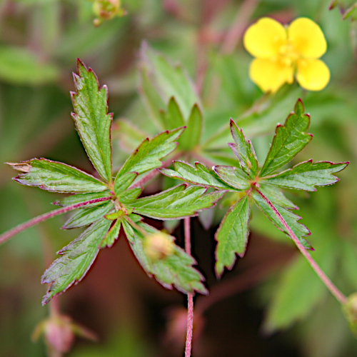 Blutwurz / Potentilla erecta