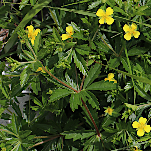 Blutwurz / Potentilla erecta