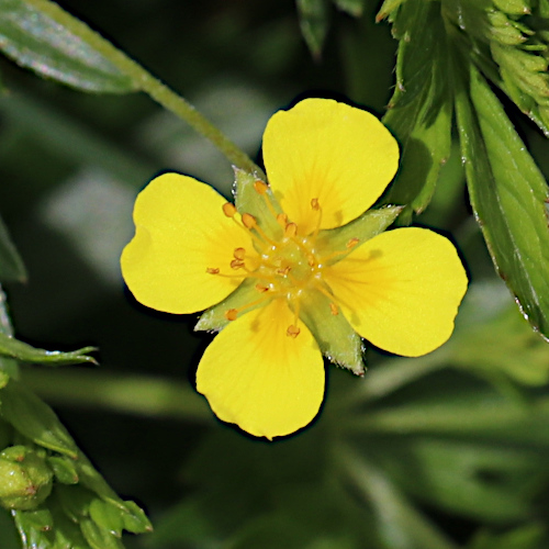 Blutwurz / Potentilla erecta