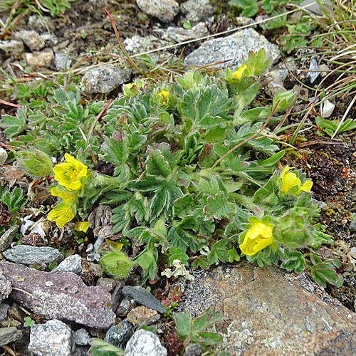 Gletscher-Fingerkraut / Potentilla frigida