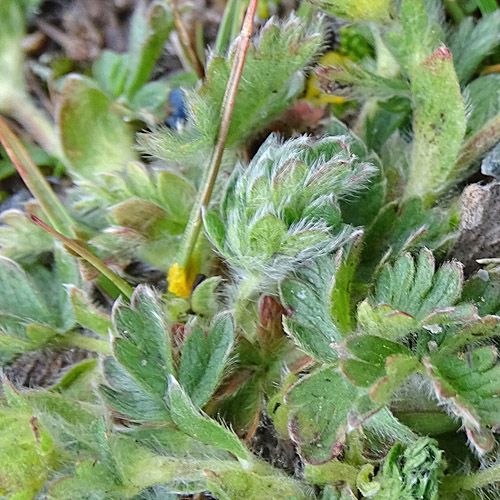 Gletscher-Fingerkraut / Potentilla frigida