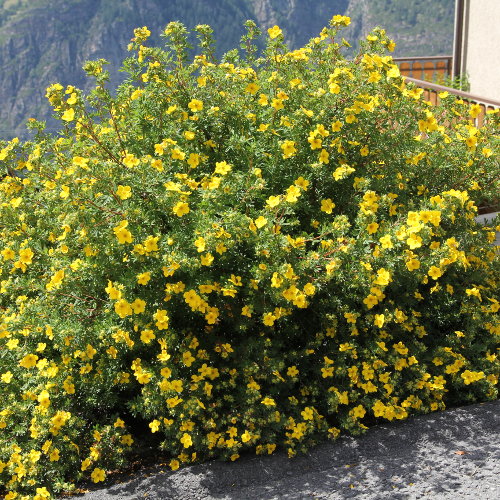 Strauch-Fingerkraut / Potentilla fruticosa