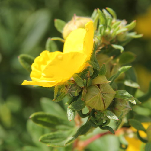 Strauch-Fingerkraut / Potentilla fruticosa