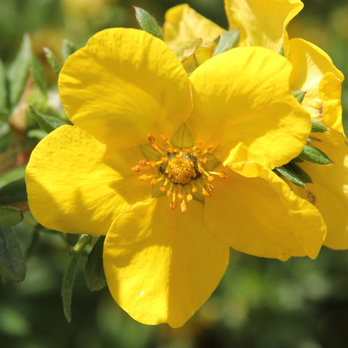 Strauch-Fingerkraut / Potentilla fruticosa