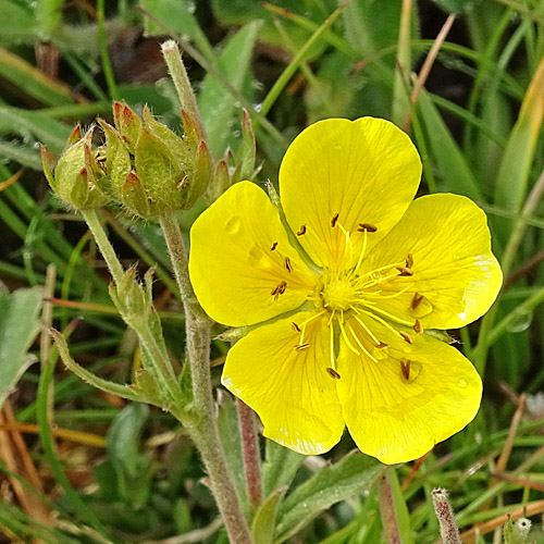 Grossblütiges Fingerkraut / Potentilla grandiflora