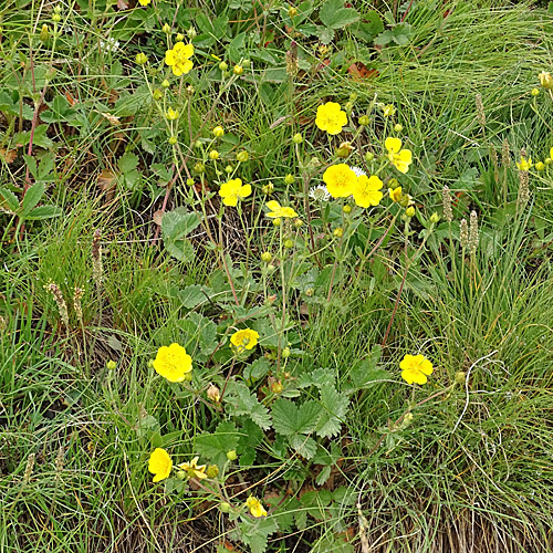 Grossblütiges Fingerkraut / Potentilla grandiflora