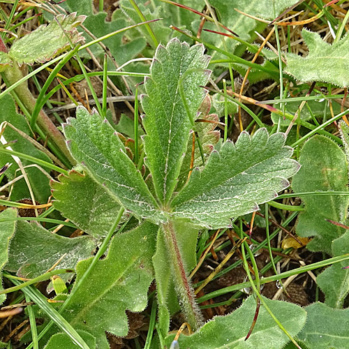 Grossblütiges Fingerkraut / Potentilla grandiflora