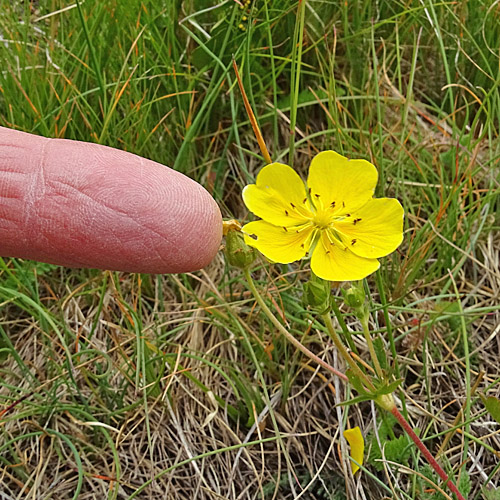 Grossblütiges Fingerkraut / Potentilla grandiflora