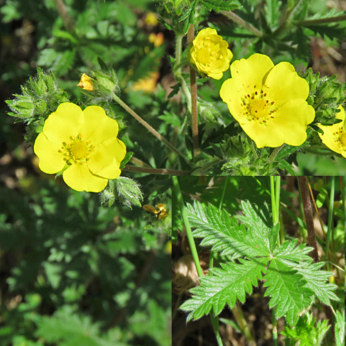Graues Fingerkraut / Potentilla inclinata