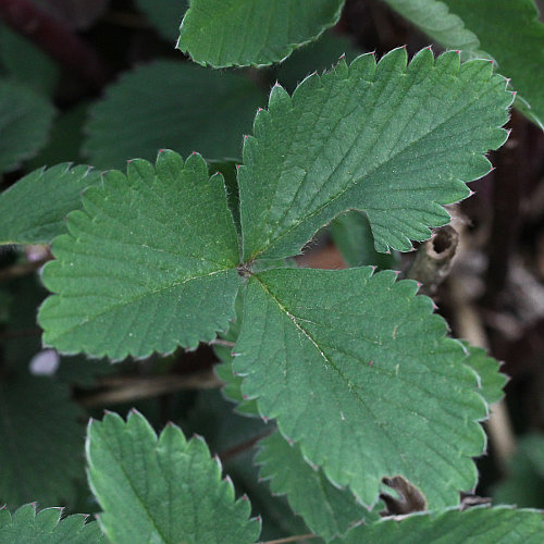 Kleinblütiges Fingerkraut / Potentilla micrantha