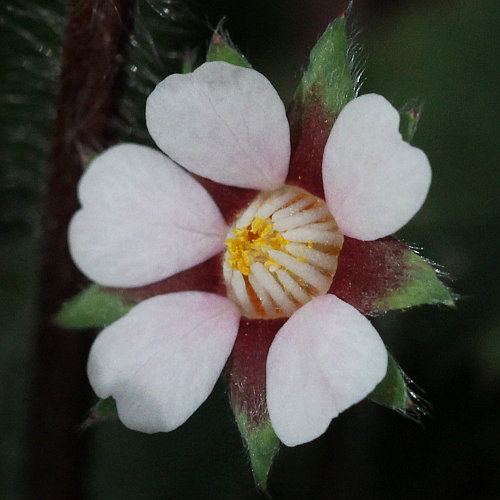 Kleinblütiges Fingerkraut / Potentilla micrantha