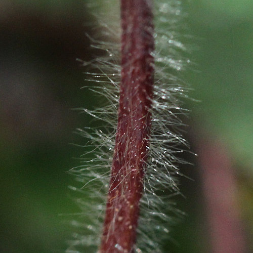 Kleinblütiges Fingerkraut / Potentilla micrantha