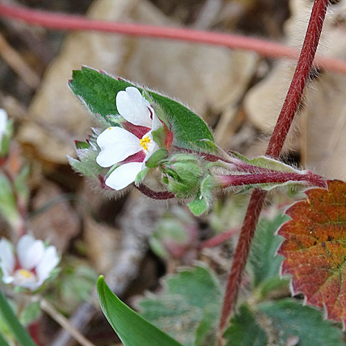 Kleinblütiges Fingerkraut / Potentilla micrantha