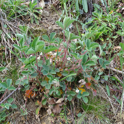 Kleinblütiges Fingerkraut / Potentilla micrantha