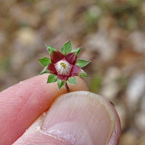 Kleinblütiges Fingerkraut / Potentilla micrantha