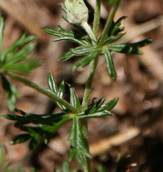 Vielteiliges Fingerkraut / Potentilla multifida