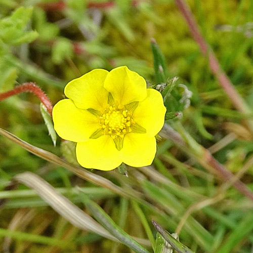 Vielteiliges Fingerkraut / Potentilla multifida