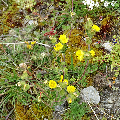 Vielteiliges Fingerkraut / Potentilla multifida