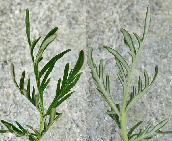 Vielteiliges Fingerkraut / Potentilla multifida