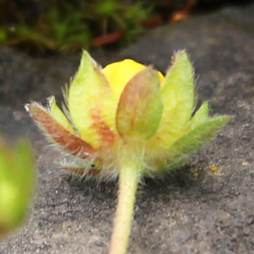 Frühlings-Fingerkraut / Potentilla verna