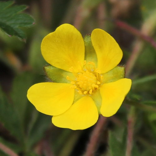 Frühlings-Fingerkraut / Potentilla verna