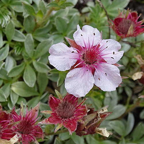 Dolomiten-Fingerkraut / Potentilla nitida