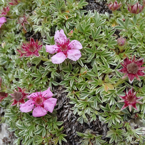 Dolomiten-Fingerkraut / Potentilla nitida