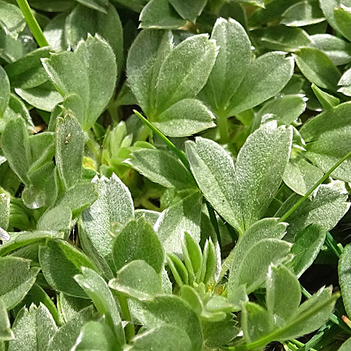 Dolomiten-Fingerkraut / Potentilla nitida