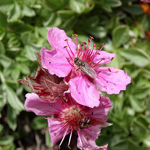 Dolomiten-Fingerkraut / Potentilla nitida