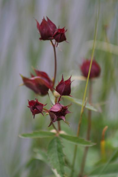 Blutauge / Potentilla palustris