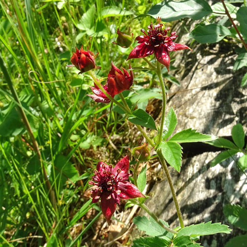 Blutauge / Potentilla palustris