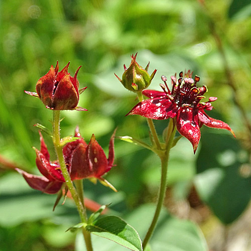 Blutauge / Potentilla palustris