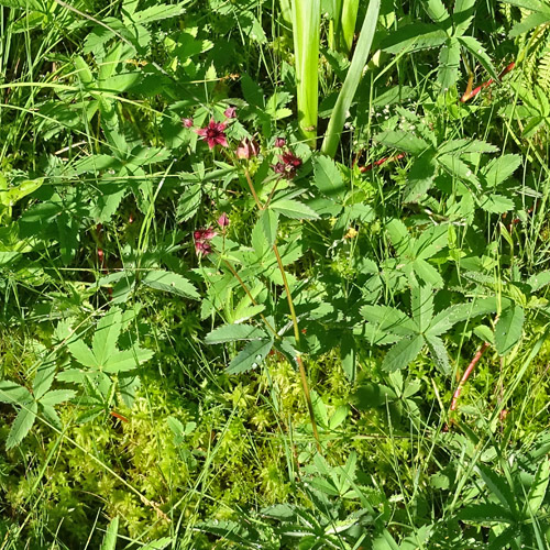 Blutauge / Potentilla palustris