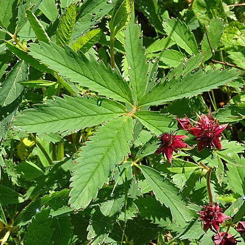 Blutauge / Potentilla palustris