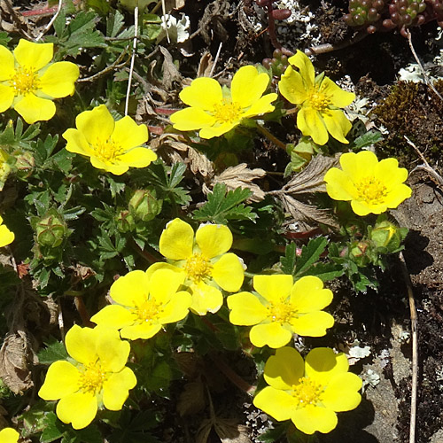 Grauflaumiges Fingerkraut / Potentilla pusilla