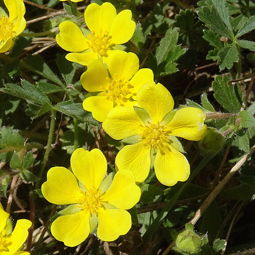 Grauflaumiges Fingerkraut / Potentilla pusilla