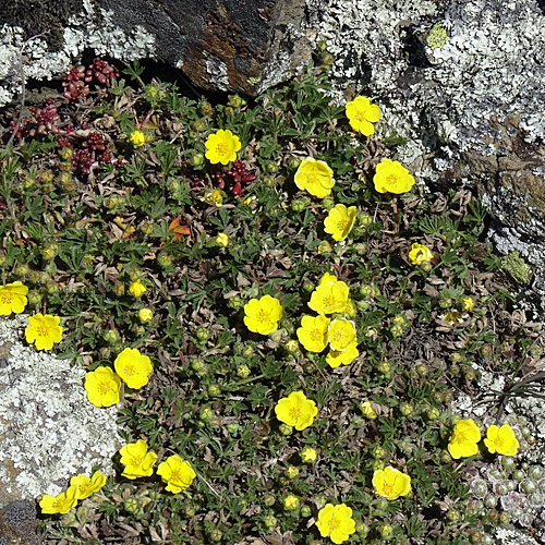 Grauflaumiges Fingerkraut / Potentilla pusilla