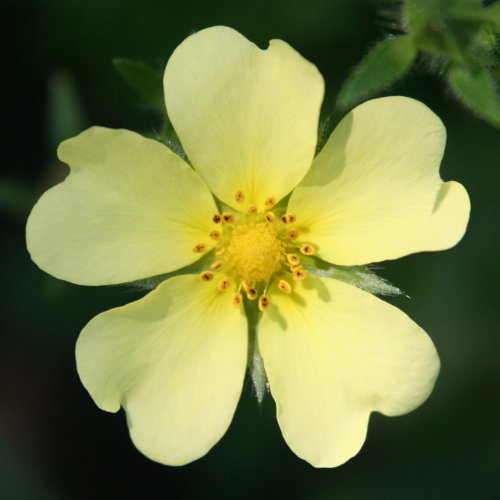 Hohes Fingerkraut / Potentilla recta