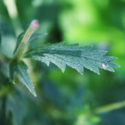 Hohes Fingerkraut / Potentilla recta