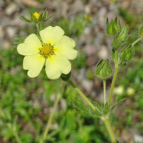 Hohes Fingerkraut / Potentilla recta