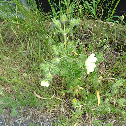 Hohes Fingerkraut / Potentilla recta