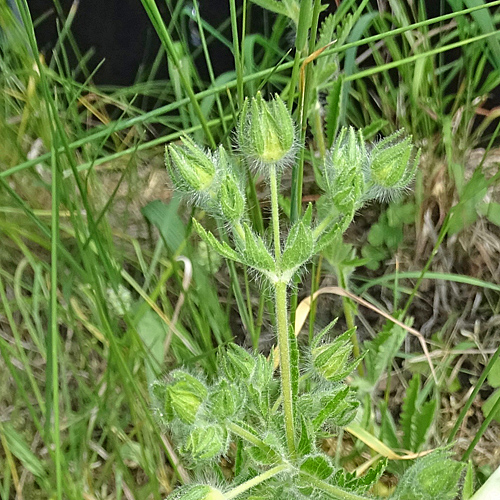 Hohes Fingerkraut / Potentilla recta