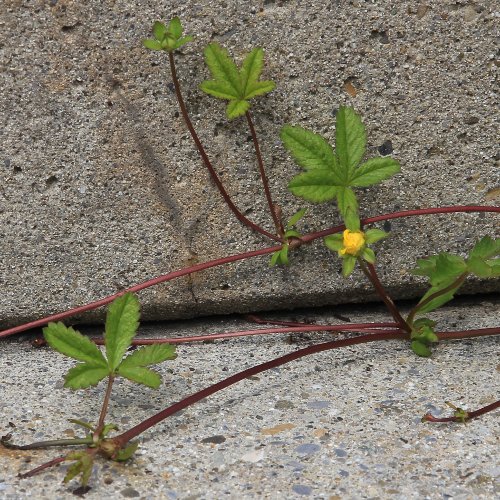 Kriechendes Fingerkraut / Potentilla reptans