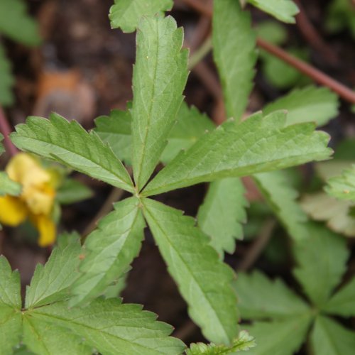 Kriechendes Fingerkraut / Potentilla reptans