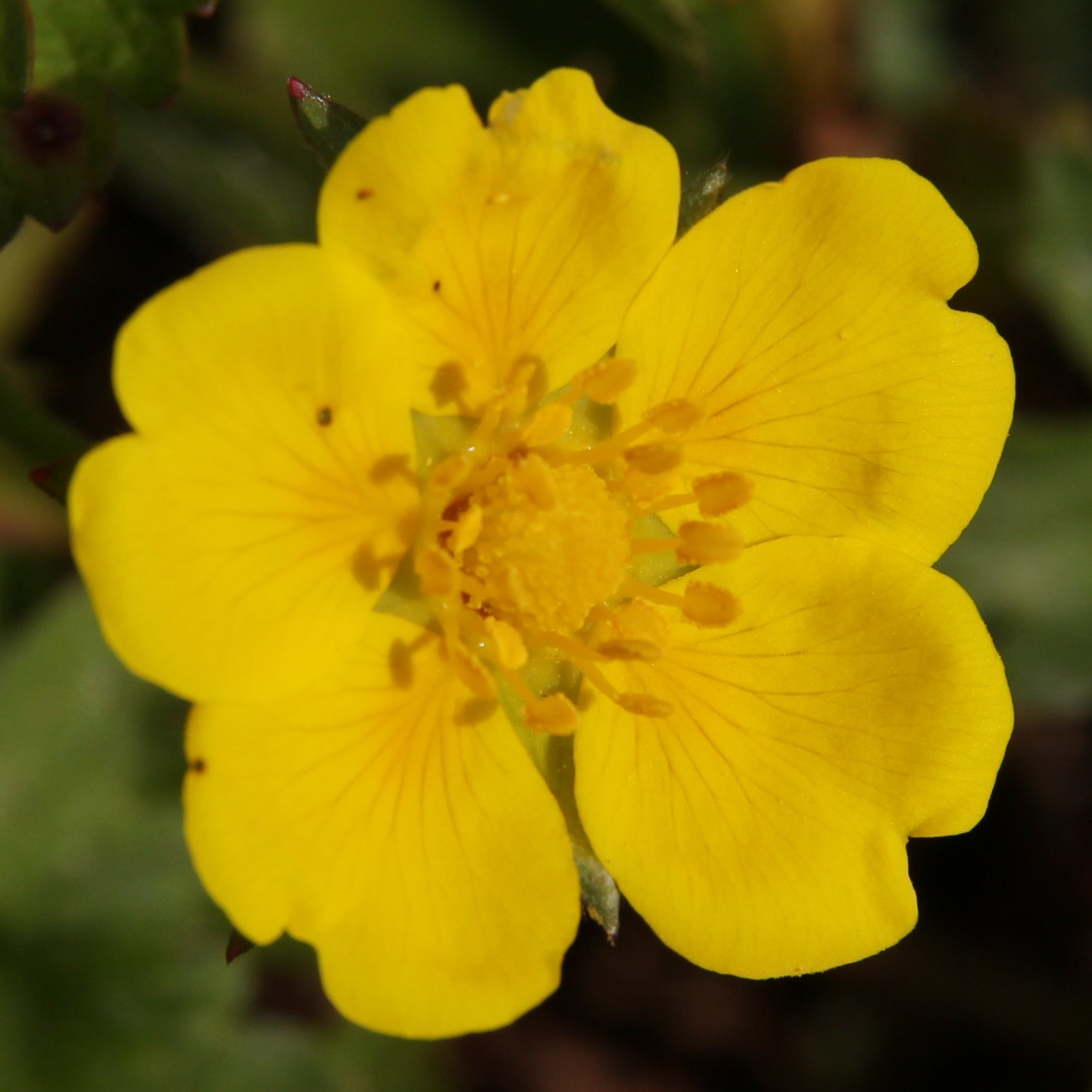 Kriechendes Fingerkraut / Potentilla reptans